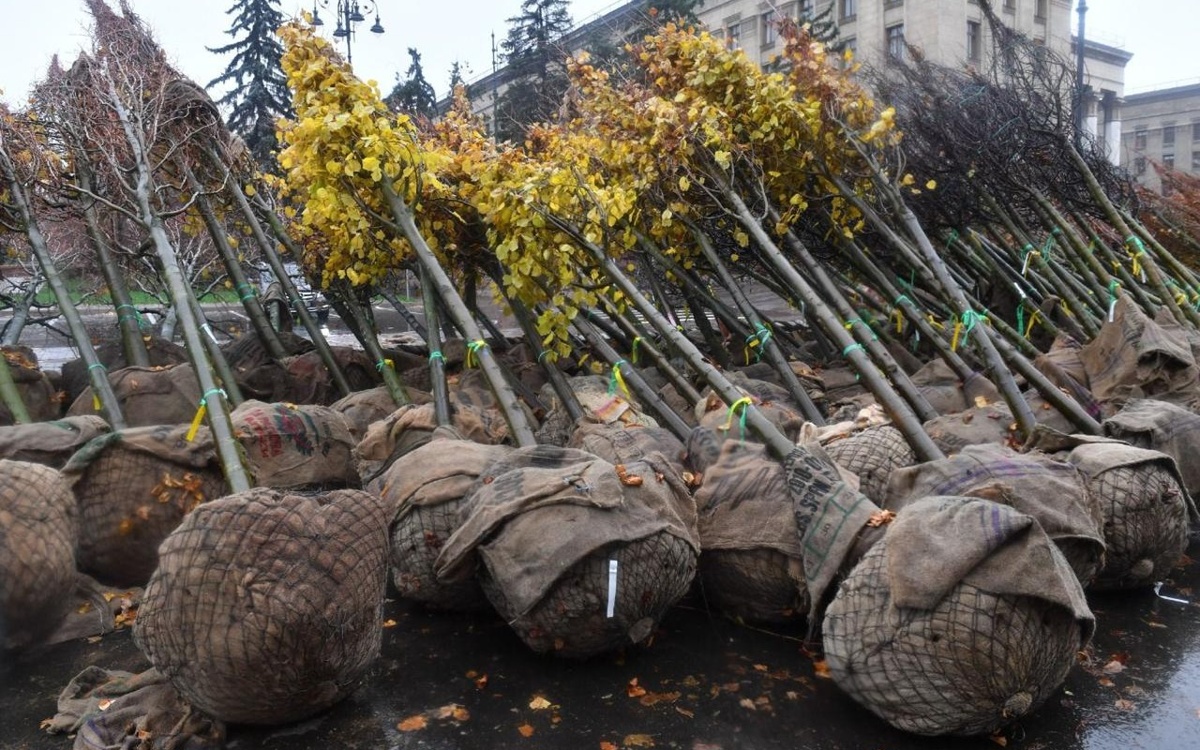 Еще 1,3 млн деревьев и кустарников высадят в Алматы