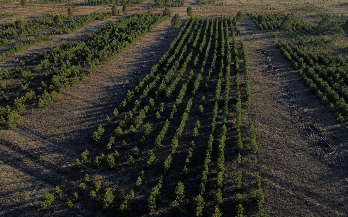 Halyk Орманы признан крупнейшим экологическим проектом 2025 года