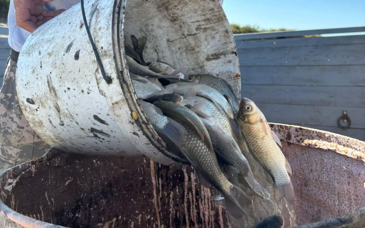 15 млн мальков спасли в Кызылординской области