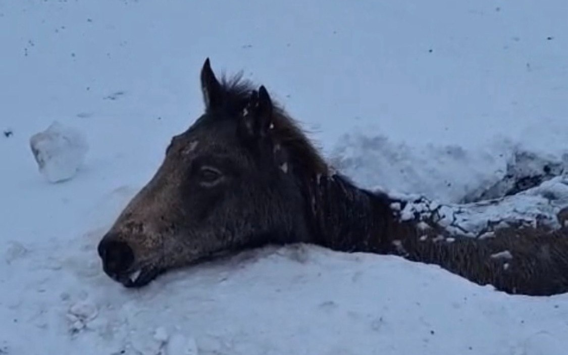 Табун лошадей погиб, увязнув в солончаке в ЗКО
