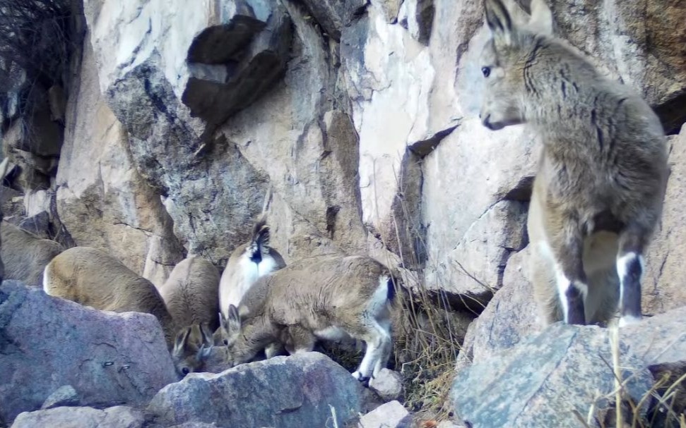 Фотоловушка зафиксировала пять видов редких животных в Иле-Алатауском нацпарке