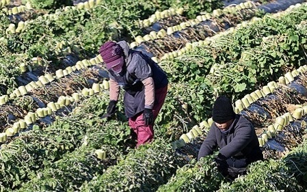 Южная Корея примет 109 тысяч иностранных сезонных рабочих