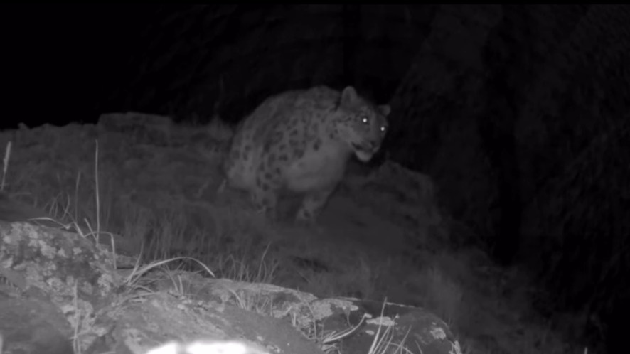 Символ Алтая: снежного барса вновь зафиксировали в ВКО