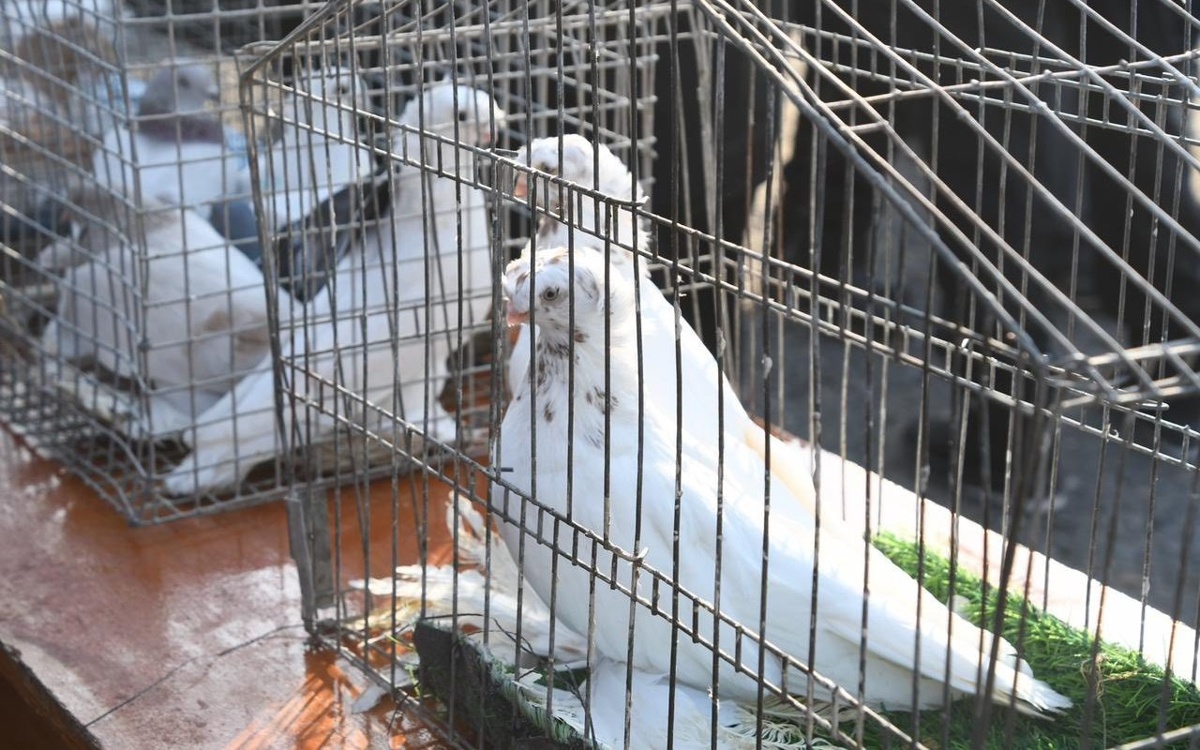 Стоимость самых дорогих голубей достигает 80 тысяч тенге — птицевод