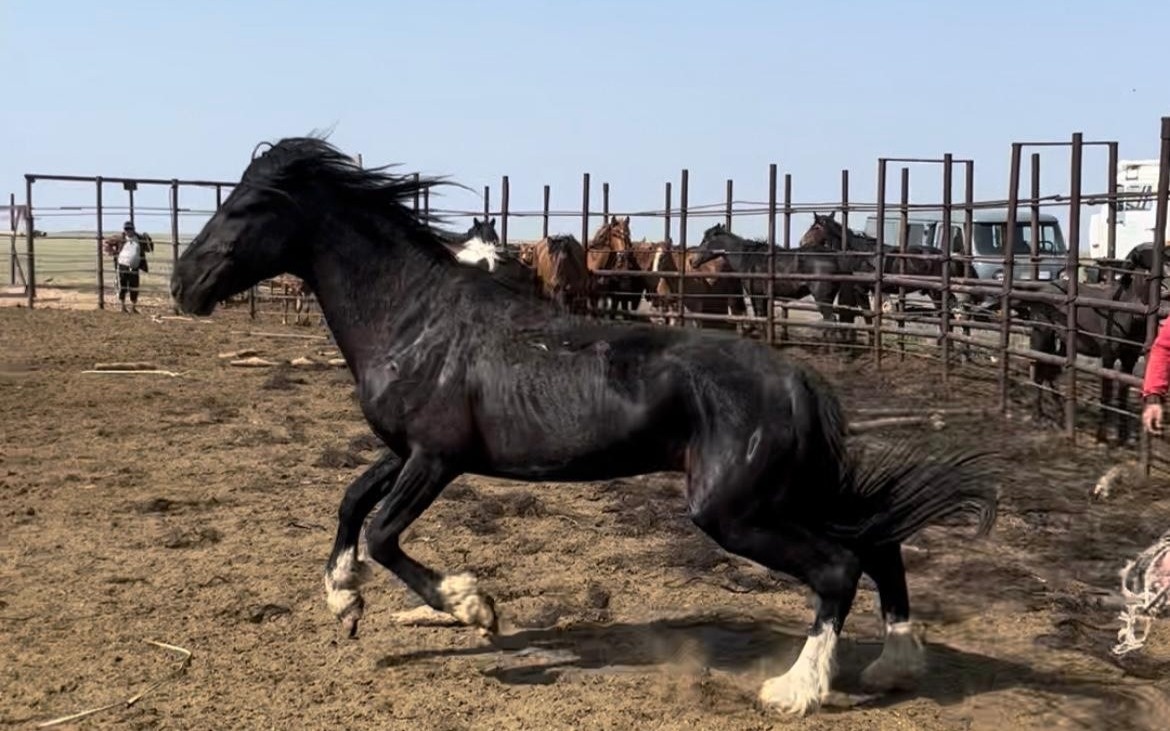 Год Лошади: какую ценность имеет конь для казахского этноса