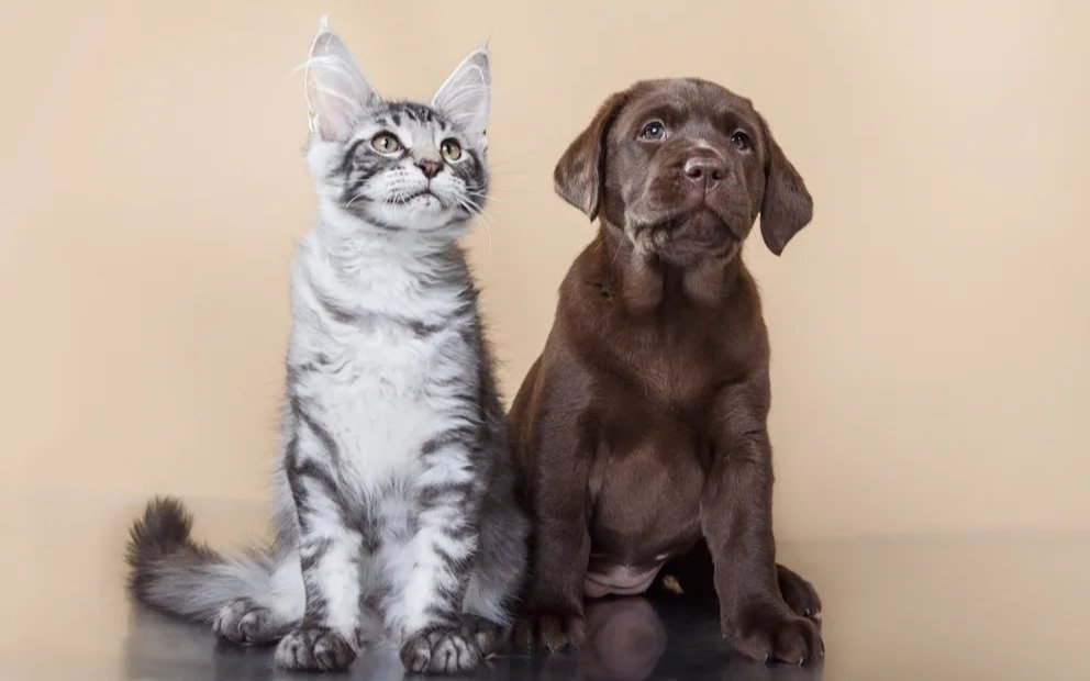 Завод кормов для домашних животных построят в Алматинской области