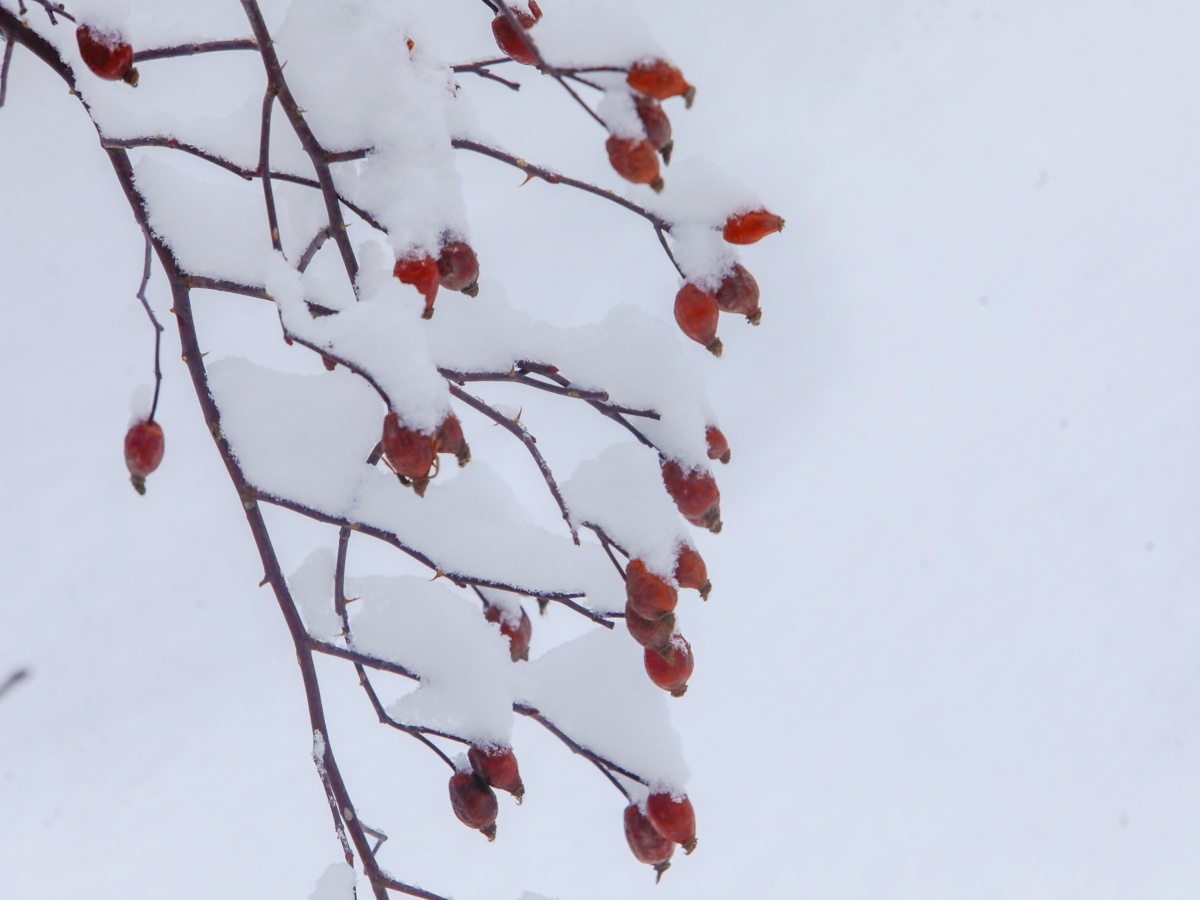 Морозный январь стоит ожидать жителям Павлодарской области