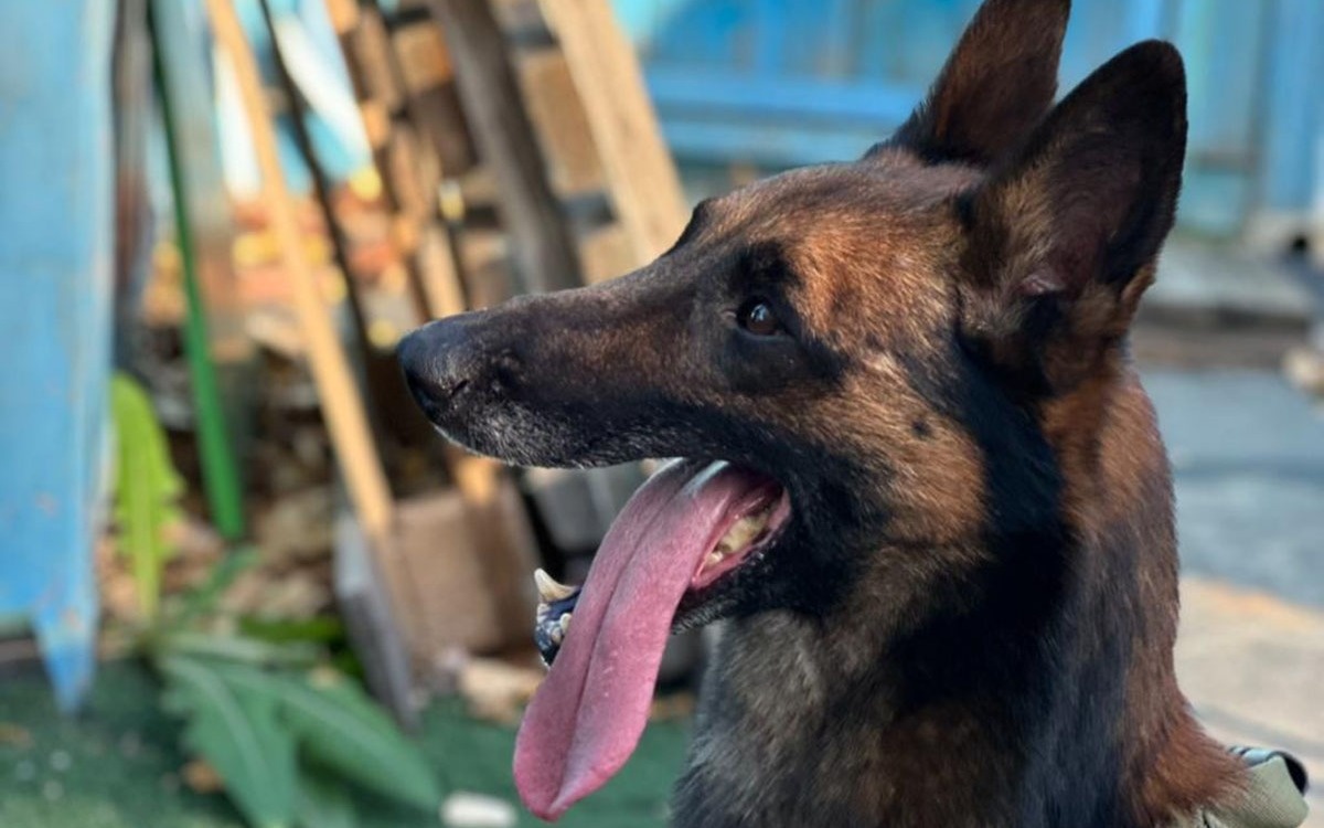 Более 200 преступлений раскрыли служебные собаки в Павлодарской области