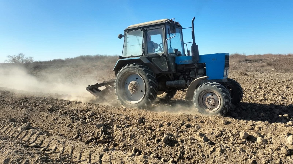 83% лесного фонда Кызылординской области составляют саксауловые насаждения