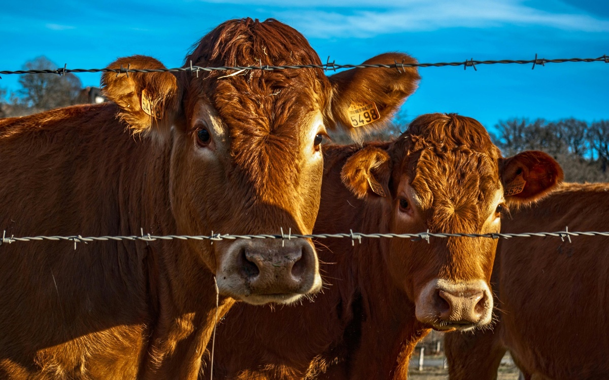 Информацию о массовой гибели скота в Кызылординской области назвали фейком