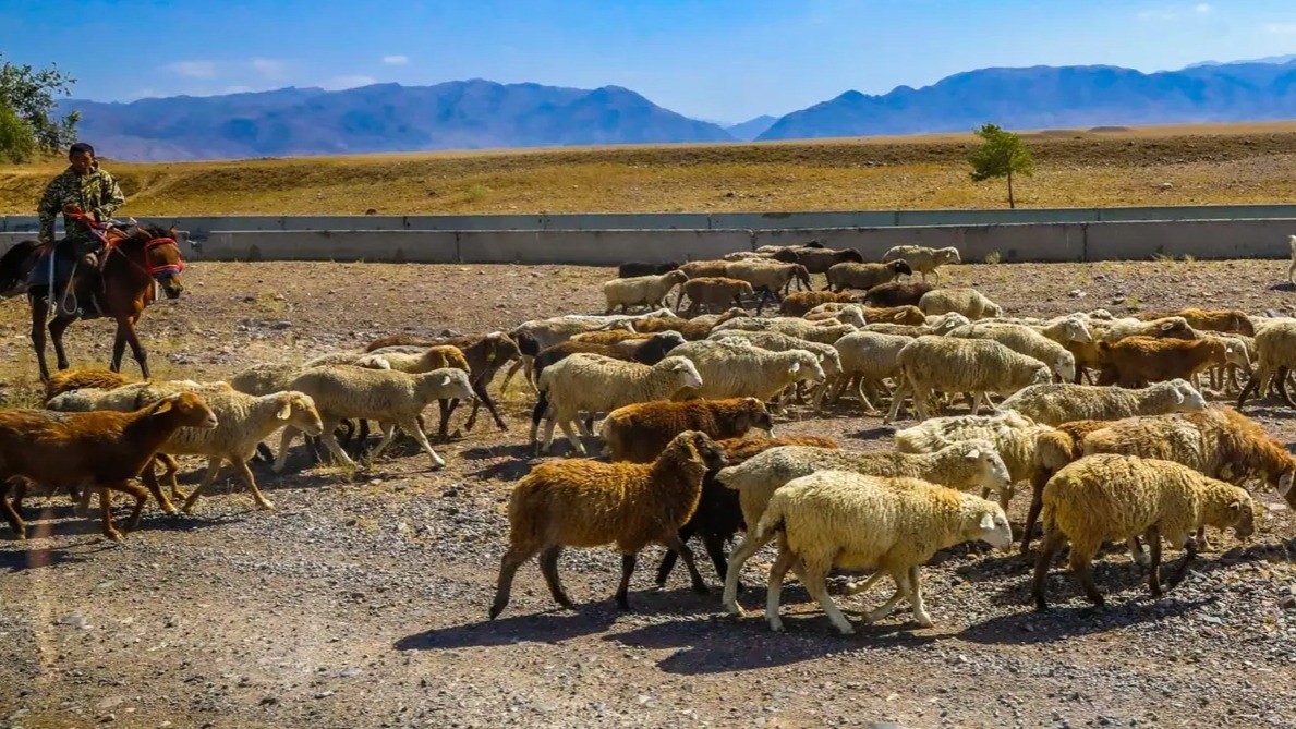 Снизить пенсионный возраст для пастухов и чабанов планируют в Казахстане