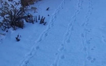 Снежный барс спустился к реке Шелек в Алматинской области