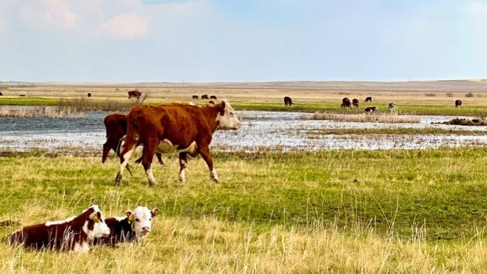 Субсидии «на бумаге»: в Туркестанской области похищали деньги в сельском хозяйстве