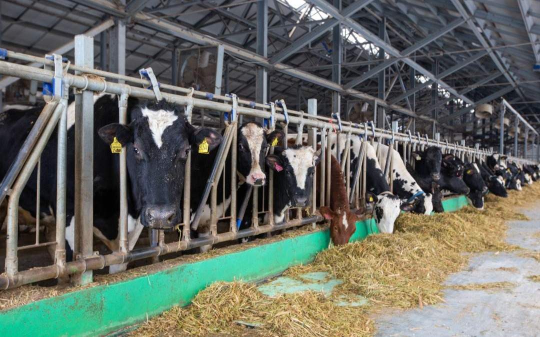 Работник продал скот ТОО на 50 млн тенге и скрылся в Акмолинской области