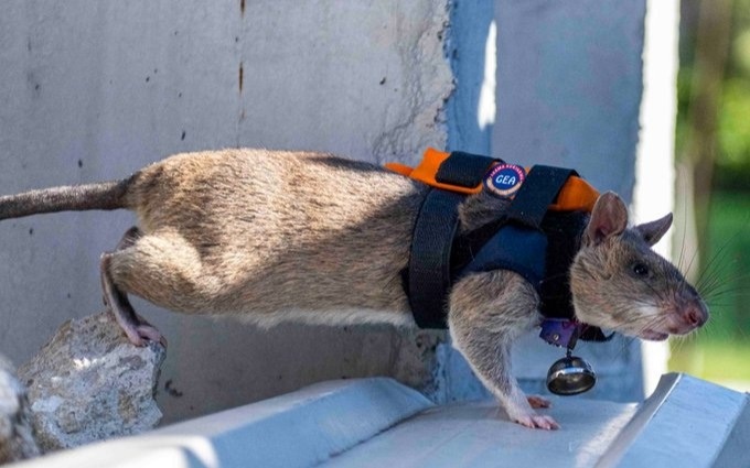 Анталья готовится к катастрофам: на помощь спасателям приходят крысы