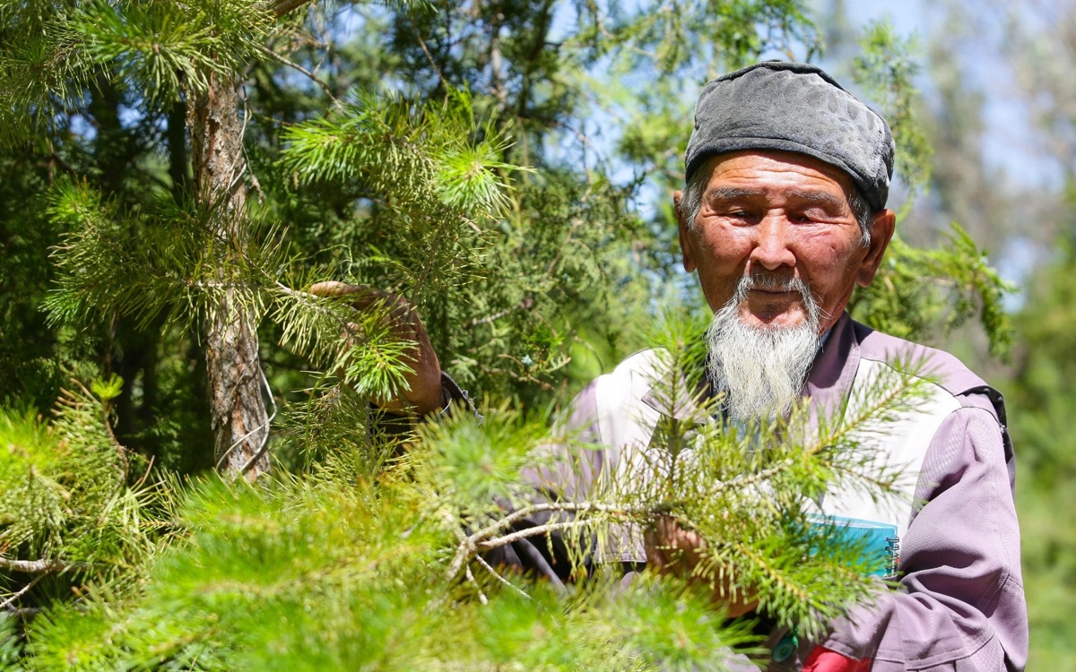 Аксакал из Кызылорды за 35 лет высадил около 2 млн саженцев
