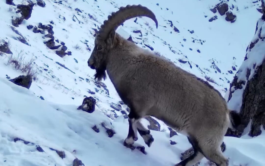 Новые зимние кадры с фотоловушек показали в Катон-Карагайском нацпарке