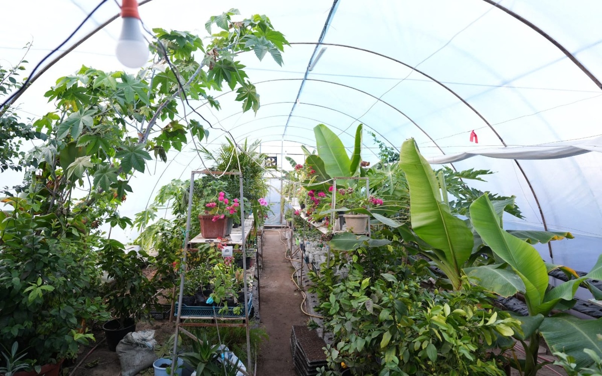 Лимоны, бананы и манго посреди зимы: как в Кызылорде выращивают фрукты