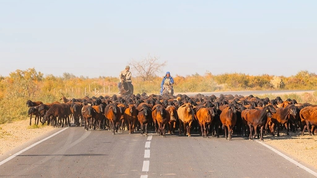Чипирование сельскохозяйственных животных внедряют в Туркестанской области