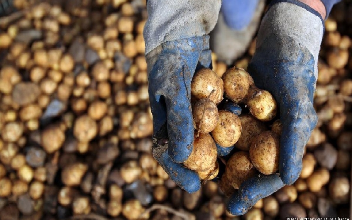 Жителям Берлина бесплатно раздадут по тонне картофеля