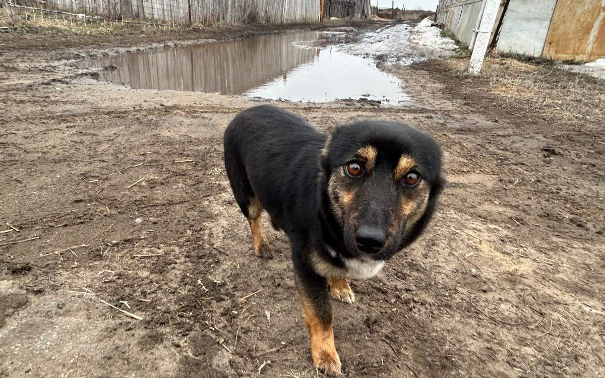 Количество укушенных животными растет  в Акмолинской области