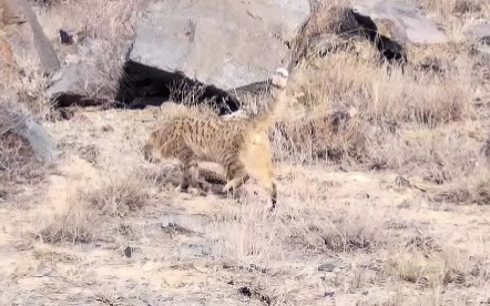 Редкий степной кот попал на видео в Чарынском каньоне