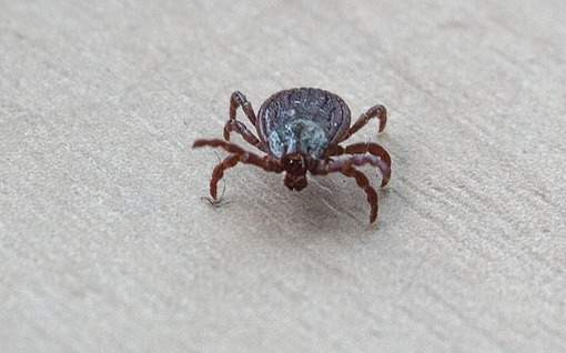 Рост опасных инфекций и 1 400 укусов клещей зафиксированы в Туркестанской области