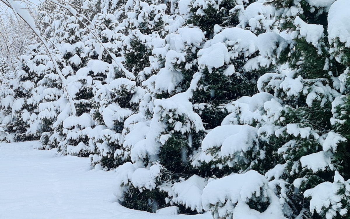 Жителей Шымкента и Туркестанской области предупредили о резком похолодании