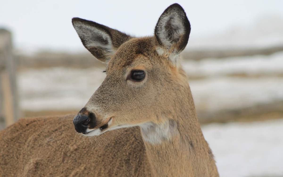 На 92 млн тенге нанесли ущерб браконьеры природе Жамбылской области