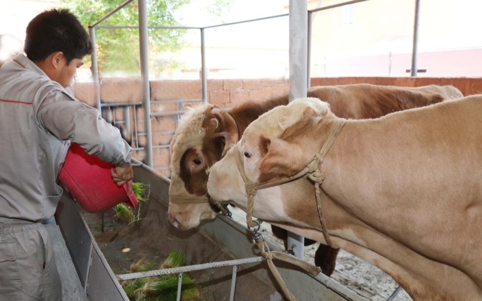 Проблемы агросектора Жамбылской области планируют решать комплексно