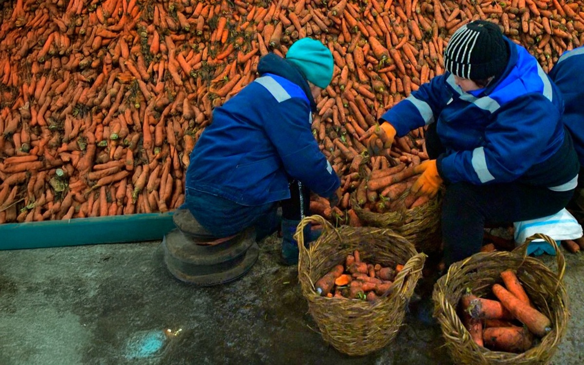 Фермеры Павлодарской области просят не вводить ограничения на экспорт моркови