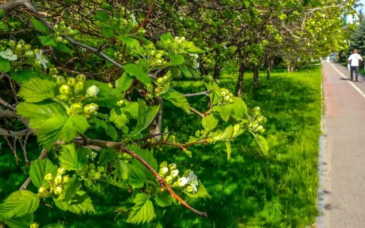 Вырубку деревьев на склонах объяснили в акимате Алматы
