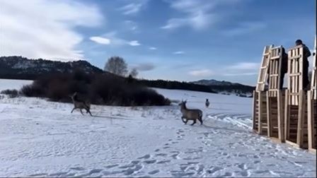 Маралов выпустили в дикую природу Каркаралы