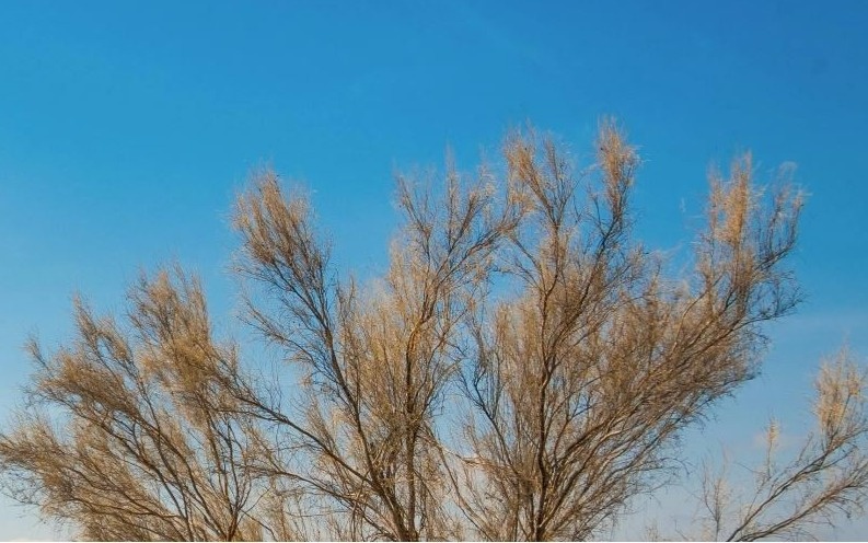 Саксаулом за четыре года засажено 672 тысячи га высохшего дна Аральского моря