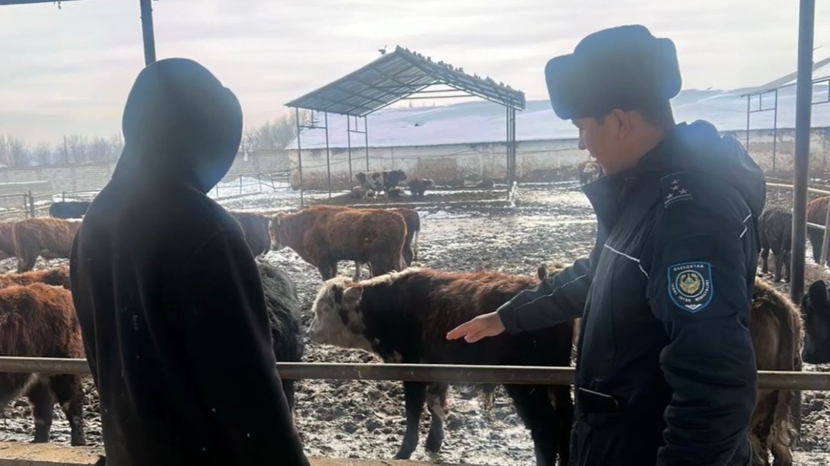 Кражу скота на 25 миллионов тенге раскрыли в Шымкенте