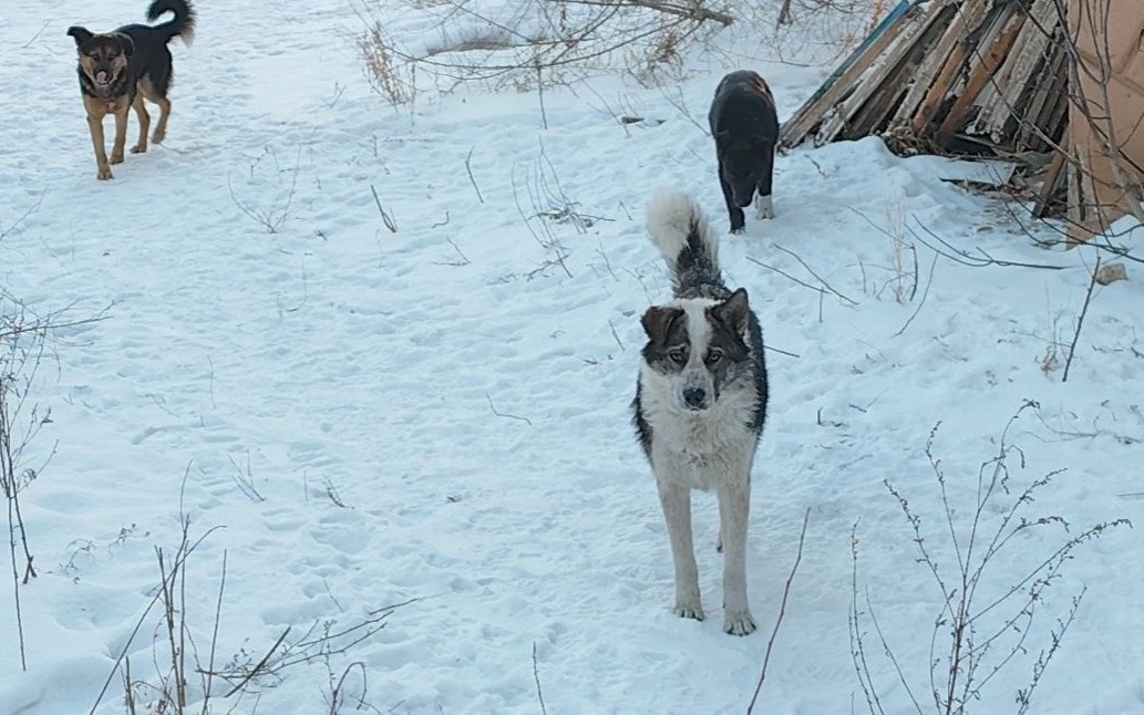 В Алматы на отлов бездомных животных выделили 830 млн тенге