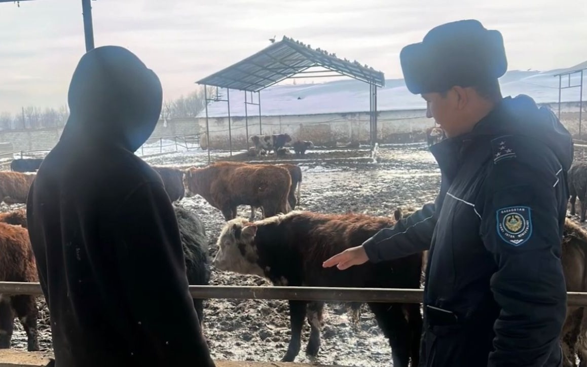 Кражу скота на 25 млн тенге раскрыли в Шымкенте