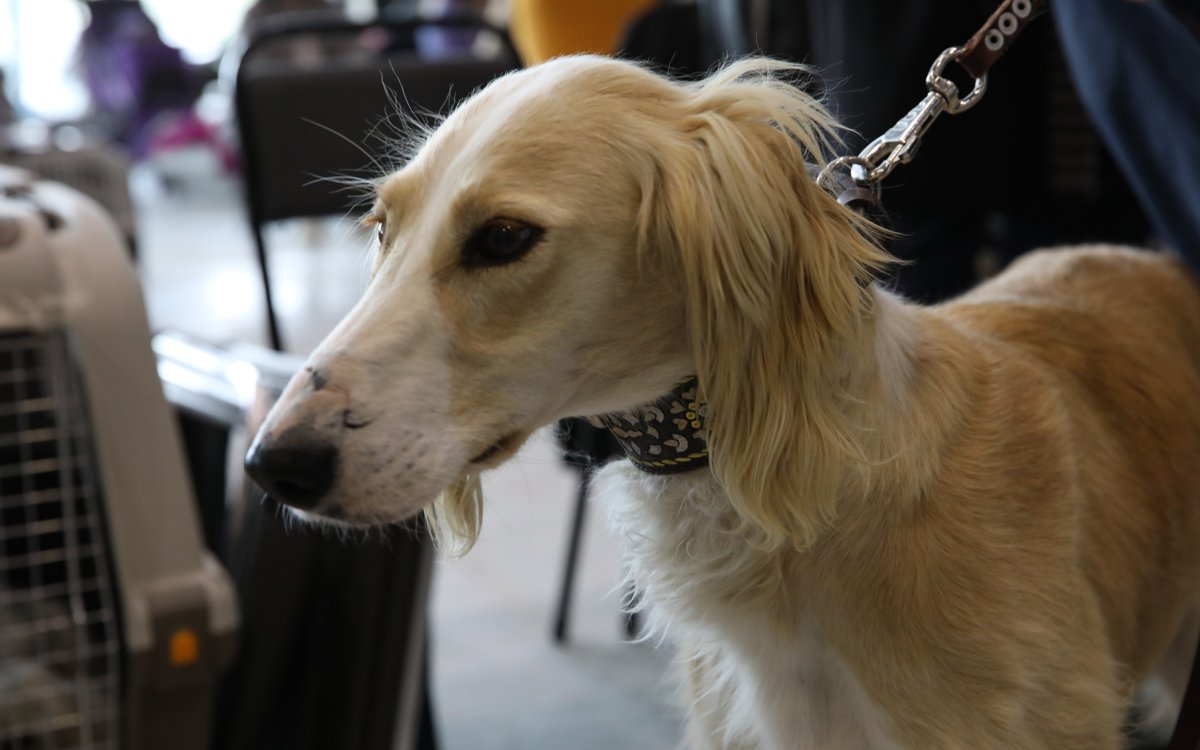 Собак породы тазы застрелили дротиками в Караганде