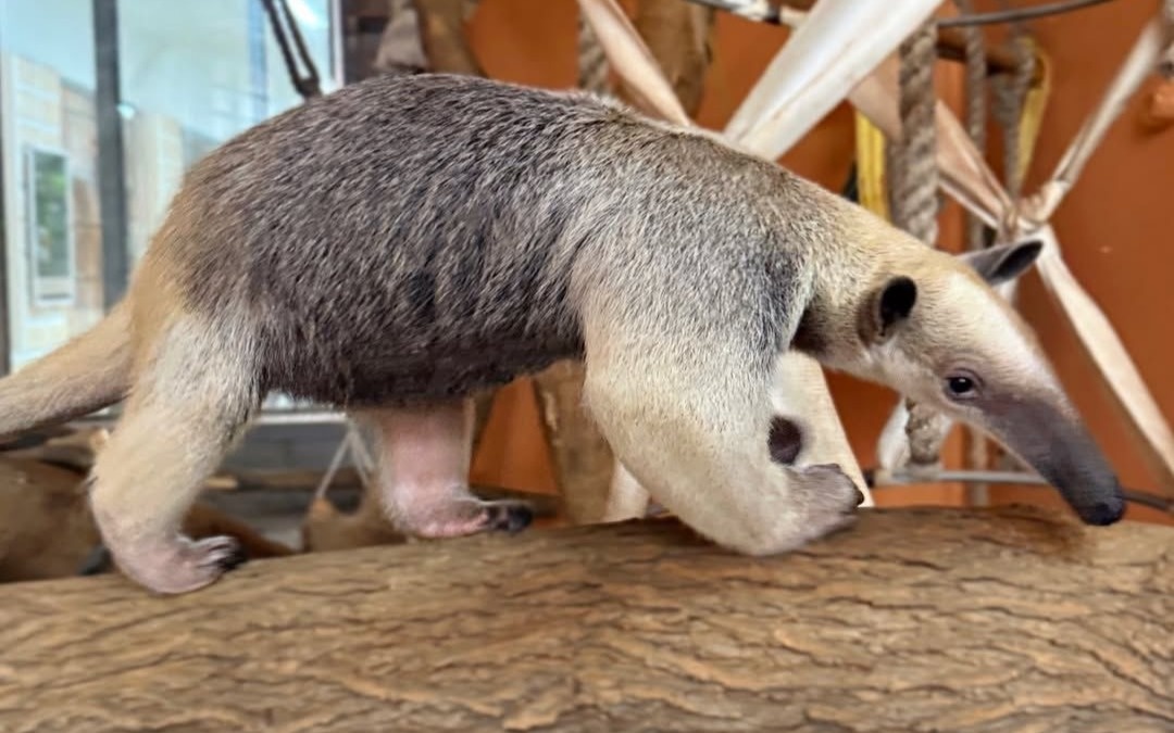 В зоопарке Алматы поселились редкие животные из Южной Америки