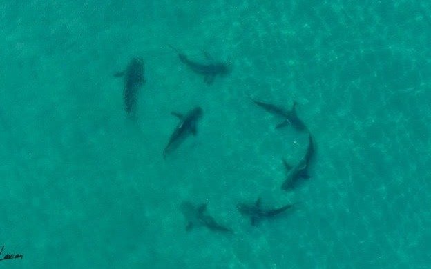 13-летний подросток погиб от нападения акулы в Бразилии