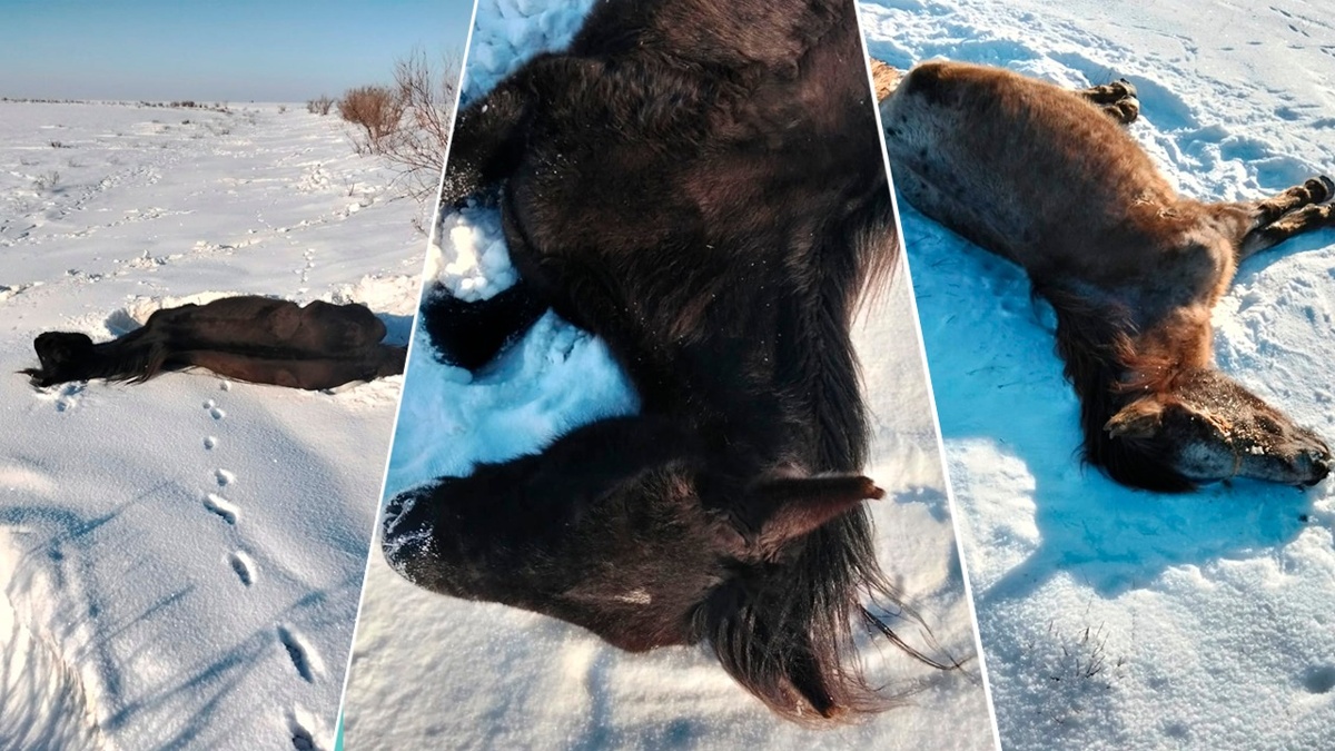 Зимние условия привели к падежу лошадей в ЗКО: комментарий акимата