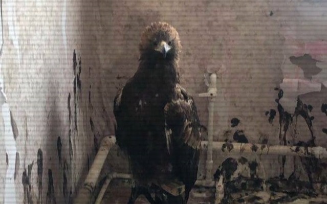 Подозреваемых в контрабанде редких птиц задержали в Павлодарской области