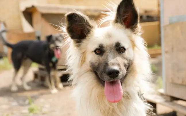 Более 6 тысяч алматинцев пожаловались на укусы животных в 2025 году