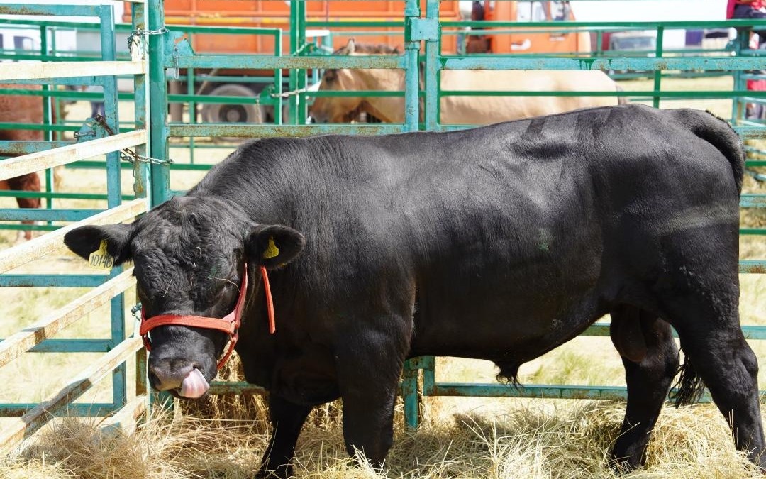 Поголовье крупного рогатого скота в Казахстане доведут до 12 млн голов