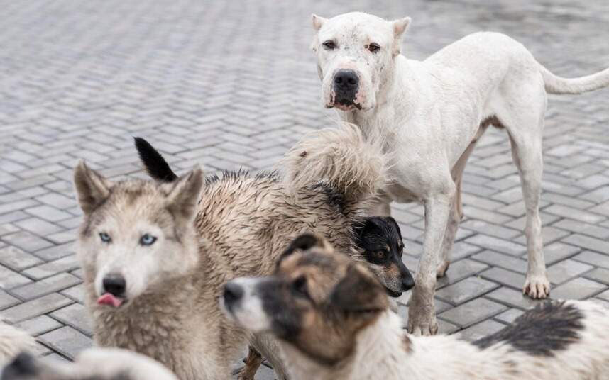 Причины появления агрессивных собак на улицах назвали акмолинские ветврачи