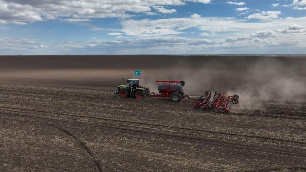 Структуру посевов меняют в Акмолинской области: меньше зерна, больше масличных и овощей