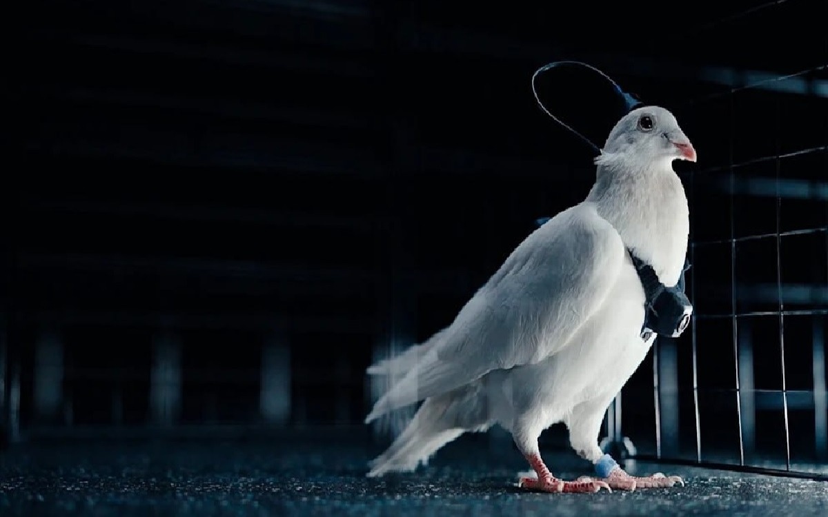 Голуби с нейрочипами: как птиц превращают в летающие дроны
