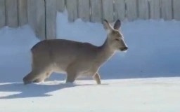 Бегущую по улице косулю сняли на видео в Уральске