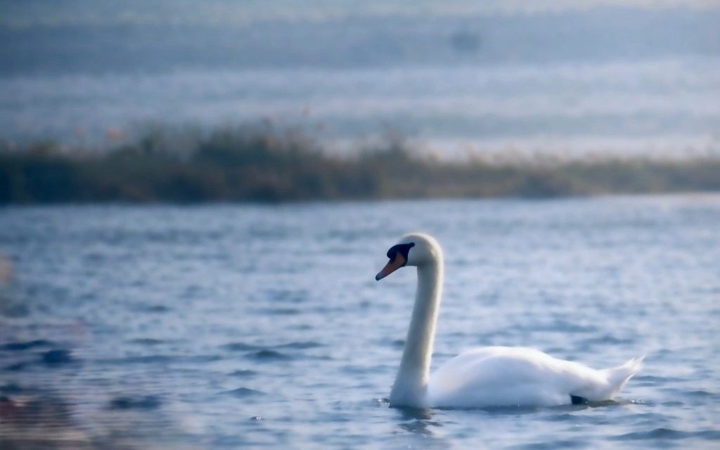 Лебеди из Красной книги остались на зимовку на озере Караколь