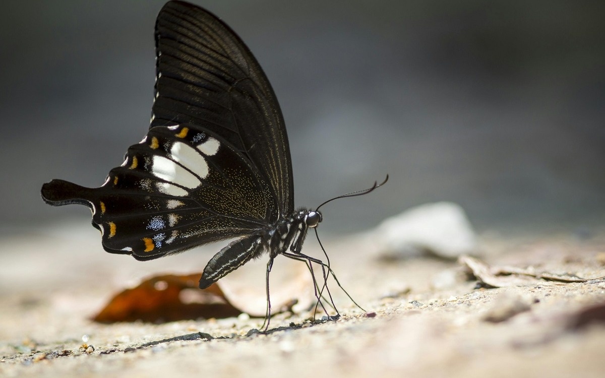 Космический эксперимент Китая: на орбите вылупилась первая бабочка